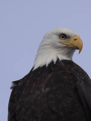 🦅 La Fuerza del Águila 🦅 De muchas opciones, el águila elige la vida. 💪✨ En este video, exploramos la increíble sabiduría y fortaleza del águila, un símbolo de libertad y poder. 🌟 #Águila #Fuerza #Vida #Naturaleza #Inspiración #Motivación #Libertad #Poder #Sabiduría #TikTok #Viral #Trending #NatureLovers #Wildlife #BirdWatching #EaglePower #LifeChoices #PositiveVibes  #MASON #MASONES