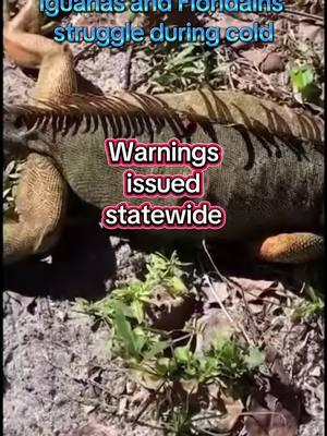 Warnings issued statewide #iguanas #florida #floridasnow #winter #winterstorm #stateofemergency #teamfuqfce 