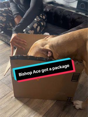 Bishop Ace loves receiving packages. His Godmother (Francine Bailey) sends them very often. As you can tell, Bishop Ace knows exactly what to do when they arrive. #Ace #bishopace #pitbullsoftiktok #dogsoftiktok #fyp #aceandgrandma #grandmaandace #foryourpage #dogofgod #papijay #gforgodson 