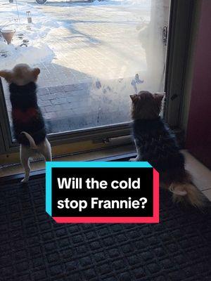 run #615!! #frannielife #franniejoy #graciebeane #frandanfurever #frannieandthebeane #FranDan #postmandan #cutepuppies #longhairedchihuahuas #puppytiktok 