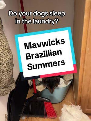 Our weiner dog loves to get in the laundry. She’s so cute @Mavwicks Fragrances LLC #mavwickslaundrysoap #mavwickslaundrydetergent #laundrytok #laundrysoap #laundrytips #cleanlaundry 