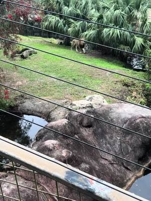 The king of the jungle is not too happy right about now. He's trying to tell us something. I feel bad for him. 🥺 #lion #zoo #king #kingofjungle 