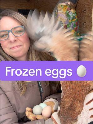 Frozen eggs are a bummer but don’t throw them out!  If they aren’t cracked, just stick them in the fridge! They’ll thaw out and you can use them as usual.  If they are cracked, scramble them up for the chickens! Shells and all 🥚 🍳 🐔 #eggs #chickeneggs #frozeneggs #chickenegg