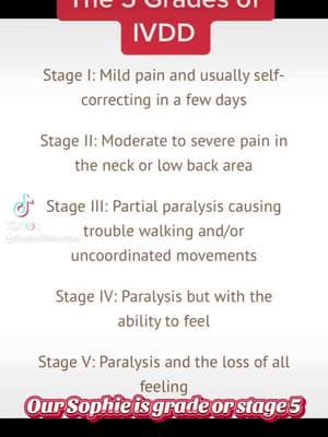 The 5 Stages or Grades of IVDD. Our beautiful Sophie is stage 5, & she also lost a leg due to medical negligence, & a catastrophic misdiagnosis. If your dog is diagnosed with IVDD, ask for your dogs stage. #onthisday #sophiethefrenchie #sophiethefrenchieivdd #ivdd #ivddsurvivor #ivddwarrior #misdiagnosis #medicalmalpracticesurvivor #tripawddog #stagesofivdd #gradesofivdd #ivddgrades #ivddstages #intervertebraldiskdisease #dogsoftiktok #PetsOfTikTok 