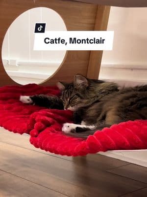 Not a food-forward post, but you can’t tell me the cuties at @Catfé Montclair don’t deserve the spotlight!! 🐱 Always wanted to go to a cat cafe!! So happy there is on in North Jersey, and that it’s goal is to adopt rescue cats. By the time I post this I’m sure most of these babies have found their forever homes ❤️🐾 #adopt #petrescue #catcafe #cafe #coffee #hotchocolate #cat #catsoftiktok #pets #animallover #njrestaurants #thingstodonj #montclair #nj #newjersey #essexcountynj 