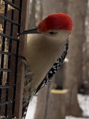 Close up with a Red-bellied Woodpecker. You can even see its tongue. #woodpecker #backyardbirds #birdtok #birdsoftiktok 