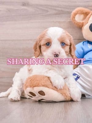 Sharing a MAJOR secret here on TikTok! In fact, most of my friends & family don’t even know yet! 😱  I AM SO EXCITED 🐾🩷 #girlyaesthetic #girlythings #newpuppy #shopwithme #shopwithmeathomegoods #homegoodsfinds 