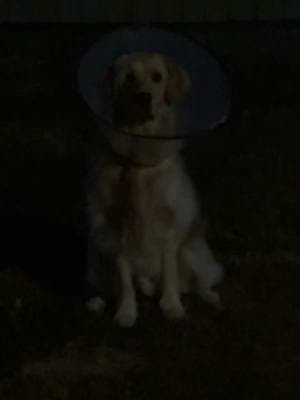 spooky rookie #goldenretriever #dogsoftiktok #coneofshame #dogtok 