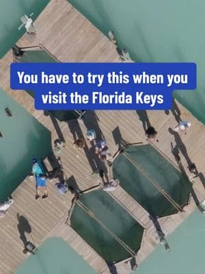 Have you ever fed a Tarpon? 🐟 These fish can be found throughout the Florida Keys, but you can see them up close and personal at the fan-favorite Robbie’s of Islamorada. See more of our time exploring Islamorada in the latest episode of Around the Sun. 👉 Full episode out now on the Sun Outdoors YouTube channel. Visit the link in bio to watch! @Traveling Robert #RobbiesIslamorada #Islamorada #FloridaKeys #SunOutdoors #TravelBucketList 