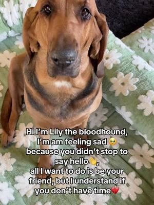 I am Lily the bloodhound and just want to be your friend❤️#doglover #doglovers #dogsoftiktok #adorabledog #bloodhound #saddog 