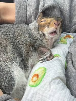 Are we there yet?” 🤤 #arewethereyet #carridesmakemesleepy #didwebringsnacks #carrideswiththumbelina #littlethumbelinagirl #thumbelina #squirrel #fyp #viral #foryou #foryoupage 