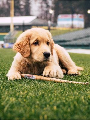 Bruce the Bat Dog… Nah. More like Bruce the Ladies’ Dog 😏 #dogsoftiktok #dog #bruce #batdog #handsome #fun #rocredwings #fypシ゚viral 