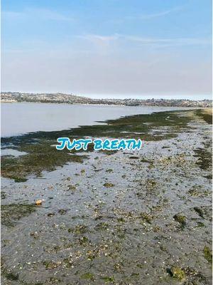 Take a mini beauty walk with me at a local dog beach and see if we meet any doggies ! Low tide and I always have a pair of yellow rain boots in my trunk . Enjoy #dogbeach #fiestaislanddogpark #sandiego #missionbay #takeabreath #beautywalk#smallthings #getoutside 