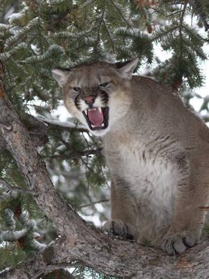 What the dogs live for #mountainlion #lion #hunting #huntingdog #hound #houndsman #lionhunting #cougar #colorado 