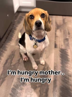 POV: it’s 8:15 and your dog eats breakfast at 8 sharp 🍳  #dog #dogsoftiktok #dogs #bytetag #petsafety #doghumor #dogoftheday #fyp #viral #doglover #beagle #doglover #beagles #beaglesoftiktok 