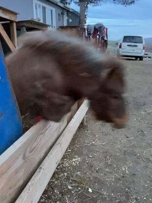 Hot Sauce is so proud of himself, it was a flawless jump 🤭#paizleysponies #paintedponiesranch #horsegirl #ponies #horsetok #minihorse #horses #poniesoftiktok #hilarious #funnymoments #jump #lol 