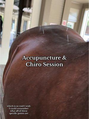 Accupuncture and chiropractic for my horse #equestrian #horseriding #horsegirl #equine #horsemassage #horses #western #westernriding #horseowner #equestriansoftiktok #equestriansport #accupuncture #massage #fypシ 