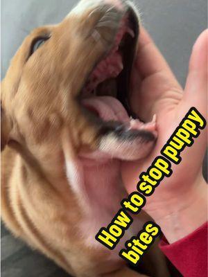 Never ever let your puppy bite your hands, face, feet, hair, anything! When they try to do so, you should always be ready to correct them. Here are 3 corrective techniques that have seriously helped me train puppies not to bite 💯 #puppytraining #puppybites #puppytips #trainyourdog #dogmom #newpuppy #teethingpuppy 