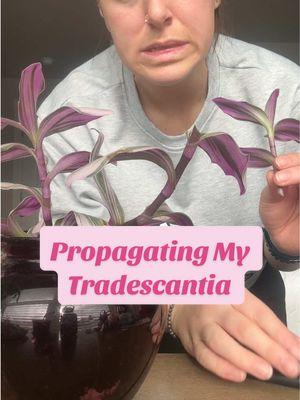 I hope this works out🤞🏼 #Propagation #Succulents #Tradescantia #HousePlants #PlantCare #ForYou #fyp 