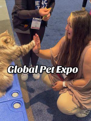 Global Pet Expo is 10 short weeks away, so I’m excited to bring you this little series! Every year, I get a ton of questions leading up to the event, so I want to answer the most common questions I get asked.  When I posted that we were accepted to attend 2025’s expo, I had so many people ask me how we get to go! Here is the break down of the application and requirements to attend global as a creator. Follow along for this mini series! I’ll be covering what to expect, what to pack, my experience with and without having my dog with me, and more! #contentcreator #contentcreation #globalpetexpo2025 #globalpetexpo @Global Pet Expo #petinfluencer #dogfluencer 