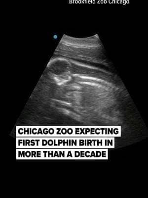 There's a calf on the way for a 37-year-old bottlenose dolphin at Brookfield Zoo Chicago. (Video provided by Brookfield Zoo Chicago) #dolphins #dolphin #zoo #brookfieldzoodolphins #brookfieldzoo