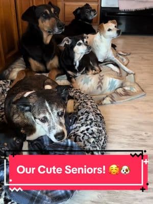 We beg to differ! Our seniors are the cutest seniors and we know you’ll show them lots of love today for Five Dollar Friday! 🥰🤩 #rescue #dogsoftiktok #seniordog #fyp #rescuedog #seniordogsoftiktok #dogrescue #wwsds #dogtok #seniordogrescue#adoptdontshop