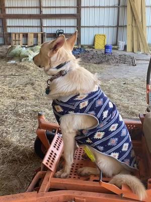 Nothing like barn work for the soul. Rainier is my helper. We miss mucking stalls, cleaning troughs, and feeding horses. Rainier missed the mud! #memorecowboythanu #morecowboythanyou #cowboy #barn #barndog #horsefarm #barnhand 