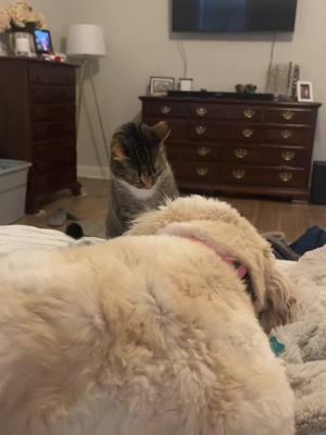 Just a minor disagreement over here.  #catsoftiktok #catanddoglove #goldendoodle #catsanddogs #zookeeper 