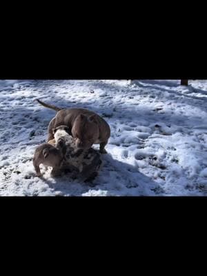 Bauhaus always has patience with the pups #americanbully #snow #snowdog #bullykennel #fy #fyp #cute #merle #merlebully #abkc 