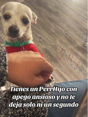 Mi chicle !  🫣 #chihuahua #apegoansioso #Mara #tiktokviral #chihuahuastiktok #RoyandMara #amorpuro #perrihija #petlover #doglovers #🥺 #🥹