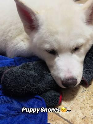 Volume up ⬆️…. In deep sleep 🥹💤 #cutepuppycheck #puppycheck #huskysoftiktok #adorablepets 