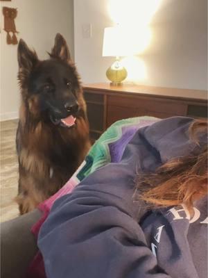 My dog likes to yap. #germanshepherd #gsdoftiktok #yapper #germanshepherdsoftiktok #germanshepherddog #talkingdog #germanshepherdlife #germanshepherdmom 