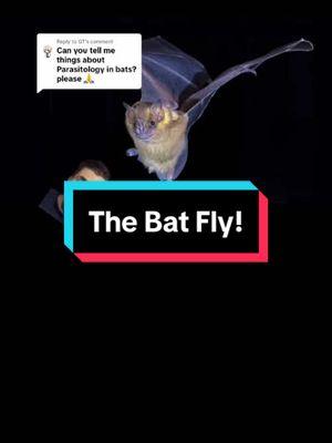 Replying to @GT #greenscreen Bat Flies! #bat #bats #parasites #flies #insects #bugs #animals #animal #wild #wildlife #nature #biology #science #stem #STEMTok #fyp #fypシ 