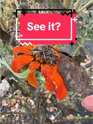 #moth #tithonia #fall #fallflowers #autographaprecationis #bugs #nature #butterflies