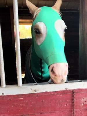 Turn out and groom my show horse with me in the Florida cold ! 🥶 She’s spoiled and she knows it ❤️ #showhorse #florida #floridacold #horses #painthorse #apha #palominopaint #equestrian #fyp #4u #horsesoftiktok #horsetok 