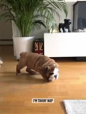 Goodnight💤 Credit: on IG grof_bulldog . . . . . . . . . #englishbulldogloves #englishbulldoglife #englishbulldoglovers #englishbulldog #englishbulldogsoftiktok❤️ #englishbulldogpuppy #englishbulldogsoftiktok #bulldog #bulldogsoftiktok #englishbulldogpuppiesoftikt #englishbulldogpuppies #englishoftiktok 