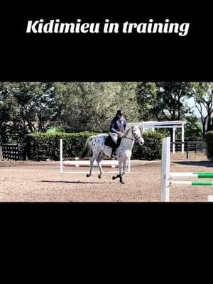 Such a good boy!  #Warmblood #stallion #sellefrancais #horse #leopard #equestrian #horsebackriding #cso #foryou #sporthorses #hunterjumper #coloredwarmblood #pferd #cabllo #xyzbca