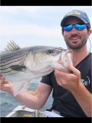 Snagging Pogies to use as bait! Recent changes in fishing regulation now prohibit “snag and drop”, a common strategy of targeting striped Bass that involves snagging bait with a weighted hook, and letting it drop down below the school where it gets eaten by a predatory fish. These days all bait must be transferred to a circle hook, which in theory is supposed to result in less gut hooking of the fish. However some anglers have reported more gut hooking since the use of circle hooks when fishing live bait. What has been your experience? Thankfully this Striper back in July of 2022 had a perfect lip hookset, never touched the deck, and was safely released to live another day. #capecod #fishing 