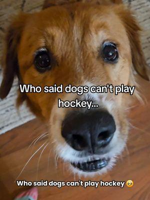 Who said...  #hockeydogs #hockeydog #hockey #dogsoftiktok 