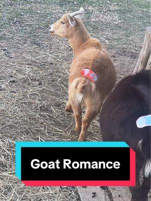 Goat Romance🐐 #nigeriandwarfgoats #minigoats 