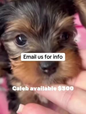 #yorkiesofinstagram #yorkie #yorkshireterrier #dogsofinstagram #yorkielove #yorkielife #yorkiegram #yorkies #dog #yorkshire #dogs #yorkielovers #puppy #yorkiepuppy #puppylove #puppiesofinstagram #dogstagram #dogoftheday #doglife #yorkiesofficial #yorkiefamous #petsofinstagram #puppies #doglovers #doglover #cutedogs #yorkshireterriersofinstagram #yorkiesofig #instadog #yorkieoftheday #yorkienation #yorkiemom #yorkiepoo #yorkiepuppies #cute #yorkielover #instayorkie #terrier #Love #yorkiegirl #yorkieboy #furbaby #dogslife #dogsofinsta #pet #yorkieofficial #cutedog #teacupyorkie #yorkieswag #pets #yorkshireterriers #yorkieloversworldwide #ilovemyyorkie #puppylife #yorkiemix #ilovemydog #dogmom #dogphotography #petstagram #yorkiesarethebest #yorkiesofinstagram #yorkie #yorkshireterrier #dogsofinstagram #yorkielove #yorkielife #yorkiegram #yorkies #dog #yorkshire #dogs #yorkielovers #puppy #yorkiepuppy #puppylove #puppiesofinstagram #dogstagram #dogoftheday #doglife #yorkiesofficial #yorkiefamous #petsofinstagram #puppies #doglovers #doglover #cutedogs #yorkshireterriersofinstagram #yorkiesofig #instadog #yorkieoftheday #yorkienation #yorkiemom #yorkiepoo #yorkiepuppies #cute #yorkielover #instayorkie #terrier #Love #yorkiegirl #yorkieboy #furbaby #dogslife #dogsofinsta #pet #yorkieofficial #cutedog #teacupyorkie #yorkieswag #pets #yorkshireterriers #yorkieloversworldwide #ilovemyyorkie #puppylife #yorkiemix #ilovemydog #dogmom #dogphotography #petstagram #yorkiesarethebest 