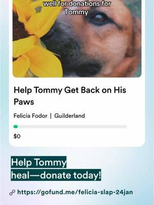 Hello family and friends tried to create a fundraiser offering some things to raise money for my baby boy Tommy🥹🫶🏽He has a surgery for a tumor removal and a histopathology testing amongst other things Feb 21st. A lot of people suggested just making a go fund me and my bestfriend Felicia made me one.  I will also be doing readings and photoshoots, with all the donations going to Tommy’s surgery.🥺🫶🏽 link in bio ! #gofundme #australiancattledog #babydoggy #dogs #doggy #donation #helptommy 