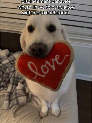 If you need a toy, he’s got you covered #fyp #goldenretriever #bakertheenglishcream #dogsoftiktok #goldenretrieverlife #englishcream #englishcreamgoldenretriever #goldenretrieverlife 