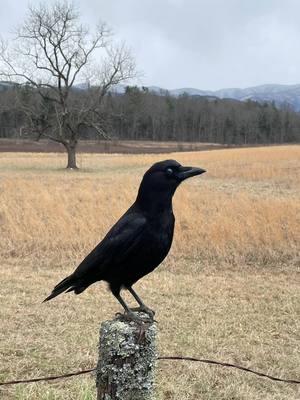 Sometimes fresh air is all you need!!! #getoutside #enjoylife #touchgrass #nature #photography #fyp #explore #gainfollowers #getlikes #views #montains #fields #beauty #cadescove #greatsmokeymountains @National Park Service @National Geographic 