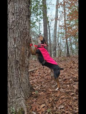 We don't mind being a lil gamey every now and then! 3 squirrels down, 1 possum seen and 5 trees made! #treemydog #treedog #gameydog #cur #curdog #squirreldog #huntingdog #treeingdog #ladyhoundsman #houndsmanofticktock #sc #womenhunttoo 