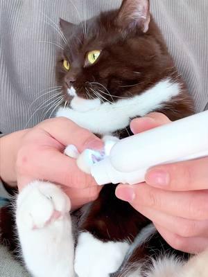 Cats can do the same with their nails#cat #fyp #cats #catpick #TikTokShop #catnails #nailgrinder 