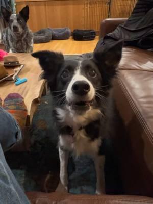 Playing fetch indoors since the footing is still icy. #dogs #indi #moses #Love #animals #rescuedogs #growlies #mosesisathletic #indisings #💞🐶💞🐶