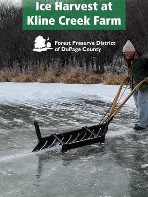 Step back in time to the 1890s at Kline Creek Farm! Watch as we harvest ice the old-fashioned way with saws and tongs, preserving winter’s chill for the warmer months. Experience history coming to life! #history #historytime #historybuff #livinghistory #historical 