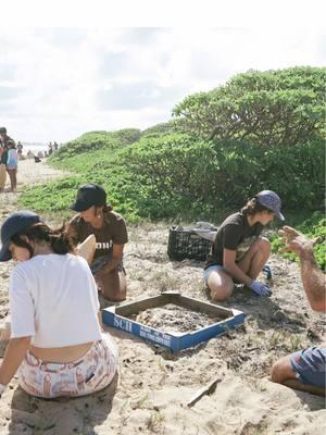 This past Monday's MLK Jr. Day of Service Kahuku Beach Cleanup was such a beautiful reminder of why we do the work that we do. It's not just about cleaning beaches. It's about bringing together community. It's about fostering relationship between one another, place, and 'aina. And all of this while being part of something bigger than ourselves🌱 Thanks to the efforts of over 350+ volunteers who came to serve 7,780+ Ibs of marine debris was removed from our coastline including millions of pieces of microplastic! In total there were 9.4 acres of coastline at Mālekahana and the Kahuku golf course beach (Keoneʻōʻio) that were stewarded🙌🏽 Mahalo nui loa to everyone who showed up and gave their time and intention to make this beautiful day possible! We are so thankful to our Kahuku community and our cleanup collaborator and friends Kōkua Hawaiʻi Foundation for making this day happen🩵 #sustainablecoastlineshawaii #kokuahawaiifoundation #cleanup #beachcleanup #martinlutherkingirday #martinlutherking #hawalibeach #kahuku #plasticpillution #plasticpollutioneducation