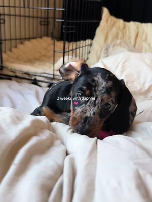 3 weeks with our sweet crazy daffy girl! 🎀🫶🏼 @Lisa Buxton #wienerdog #dachshund #minidachshund #miniaturedachshund #dachshundpuppy #puppy #dog #weenie 